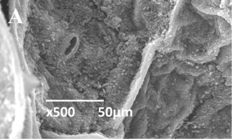 Fig. 1. Leaf epidermis: А – Sedum morganianum (SЕМ).