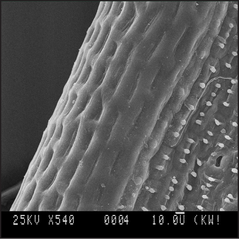 Fig. 1. Types of surface relief of Gladiolus imbricatus leaf blade: А – colliculate.