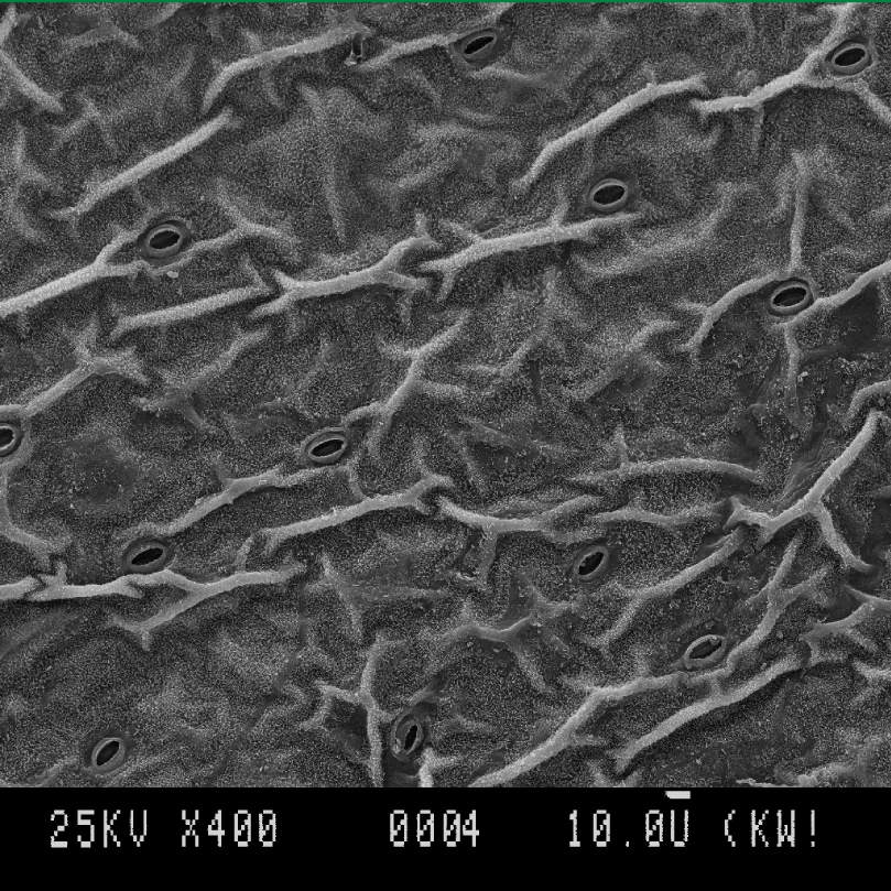 Fig. 1. Leaf surface and types of wax in section Prealtina: А – ossiform ridges surface (P. bauhini subsp. bauhini).