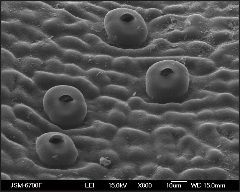Fig. 2. Stomata on abaxial epidermis from leaf surface of Cattleya gaskelliana in vivo.