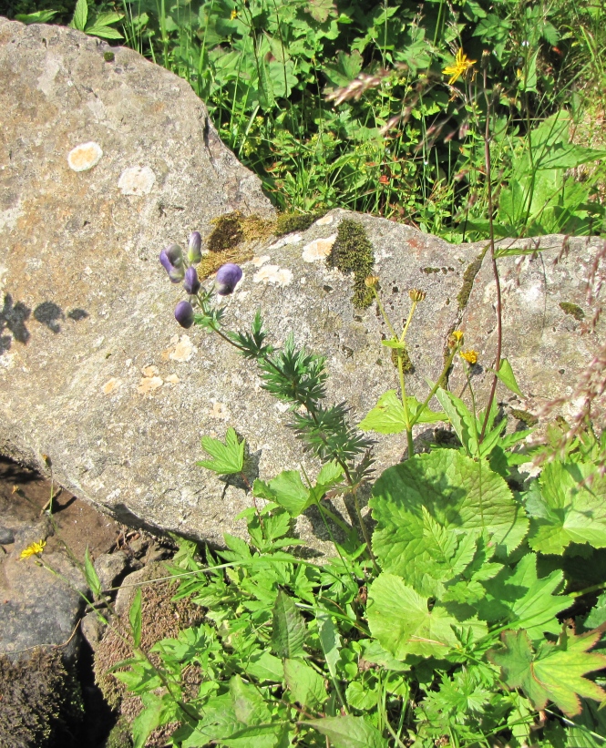 Aconitum in Chornohora.