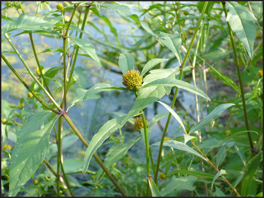 Fig. 1. Common view of Bidens connata.