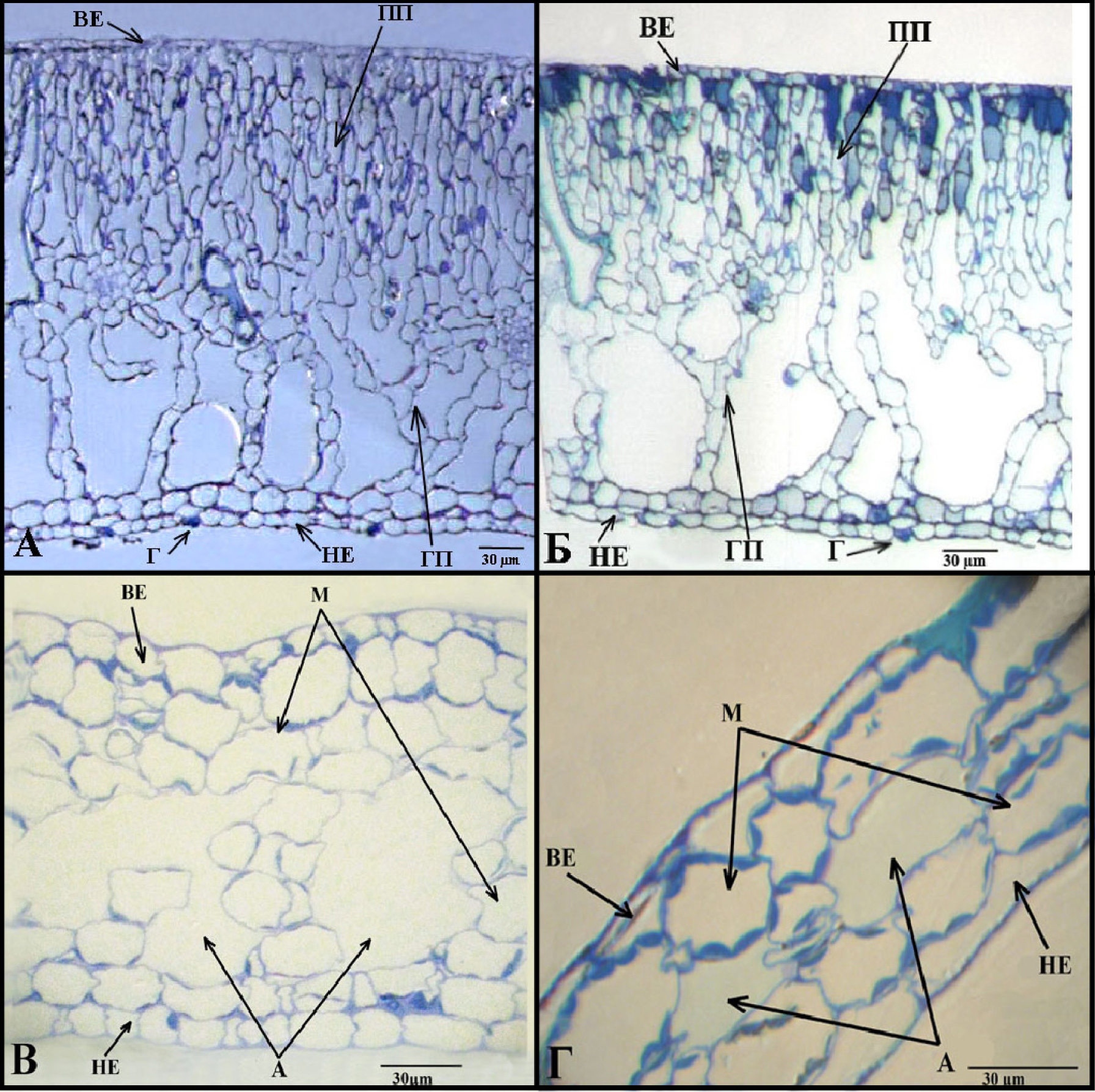 Fig. 1. Cross sections of terrestrial (A), floating (Б) and bottom (В, Г) leaves of Nuphar lutea (light microscopy, 30 µm): ВЕ – abaxial epidermis; А – aerenchyma; ПП – palisade parenchyma; Г – gydropots; НЕ – adaxial epidermis; ГП – spongy parenchyma, М – mesophyll.