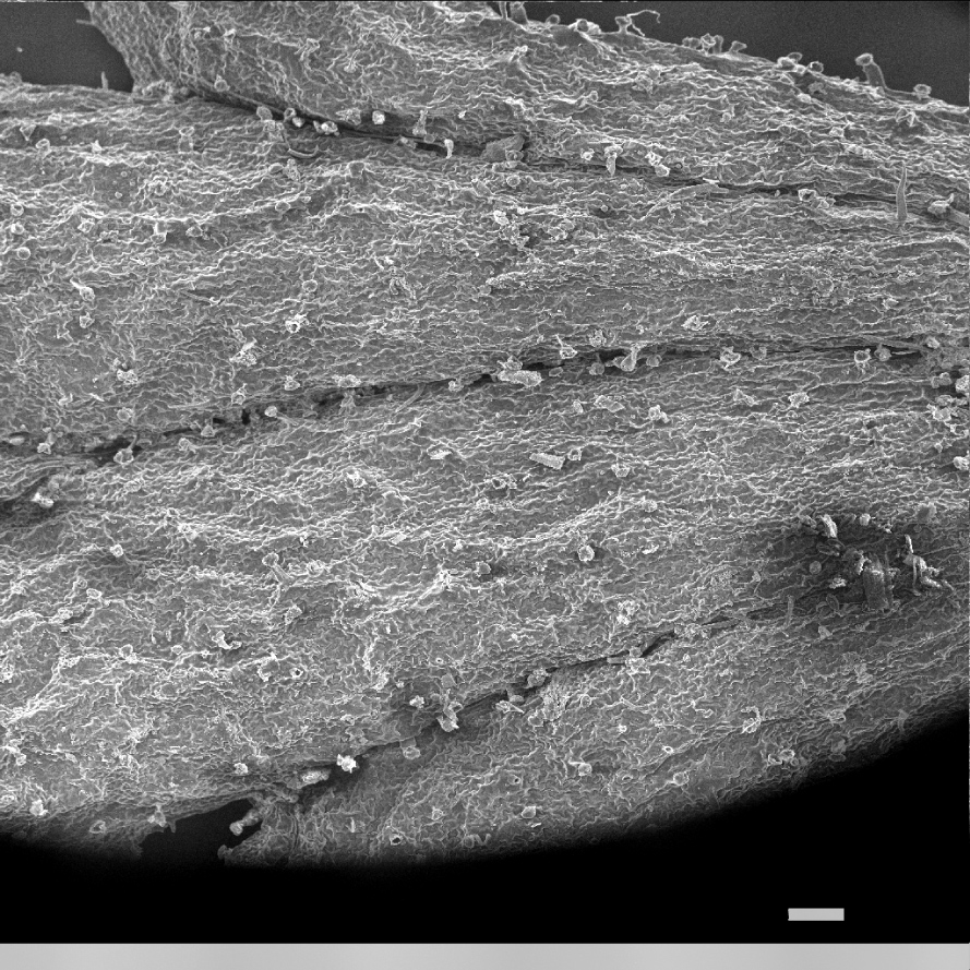 Fig. 1. Ultrastructure of leaves surface of Euphrasia taurica: А – common view of the leaf (×54).