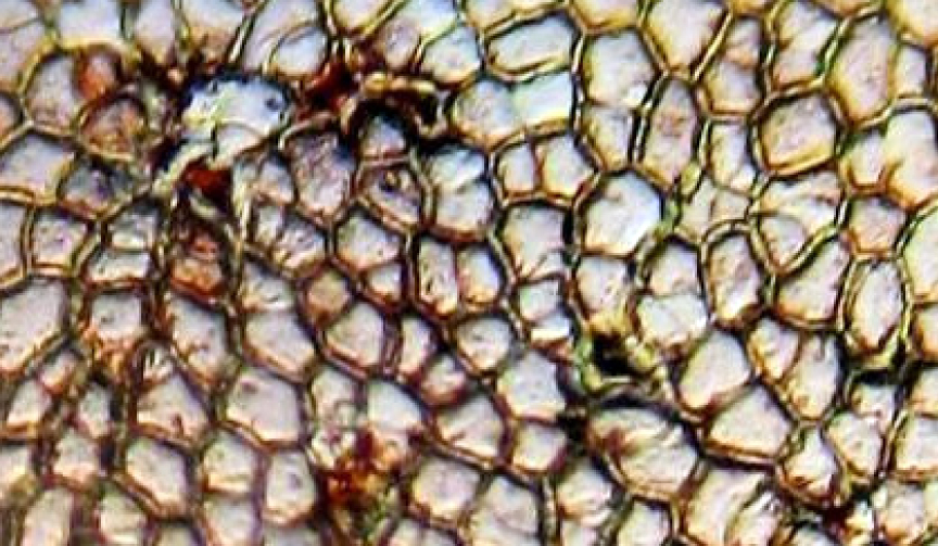 Fig. 1. Specifically anatomical structures of fruit pericarp of Aronia melanocarpa: Д – place of trichome attachment.