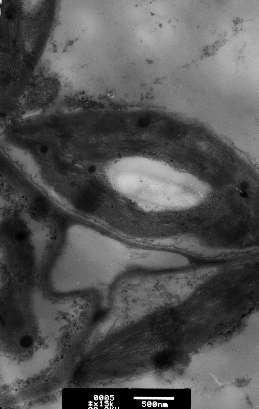 Fig. 1. Chloroplast structure of leaf mesophyll cells of wheat variety «Skorospilka 95».