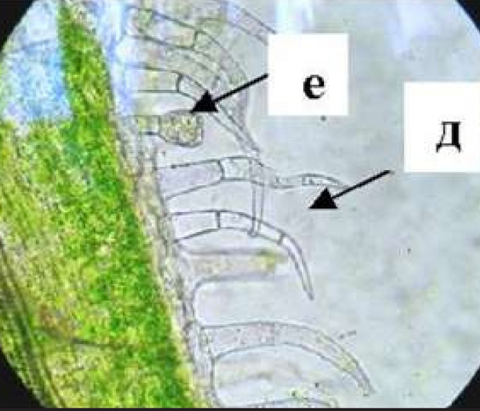 Fig. 2. Lower epidermis of Cynara scolymus leaf blade: e – glandular trichome, д – protective trichome.