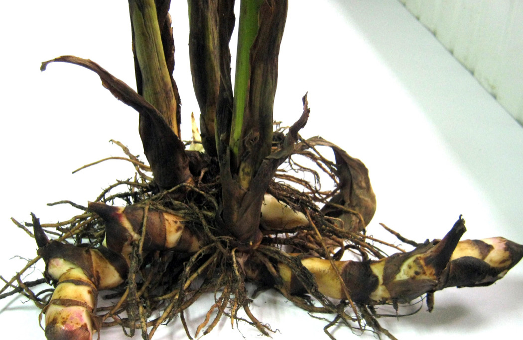Fig. 2. Influence of the colchicine on the formation of Canna generalis root system. А – blank.