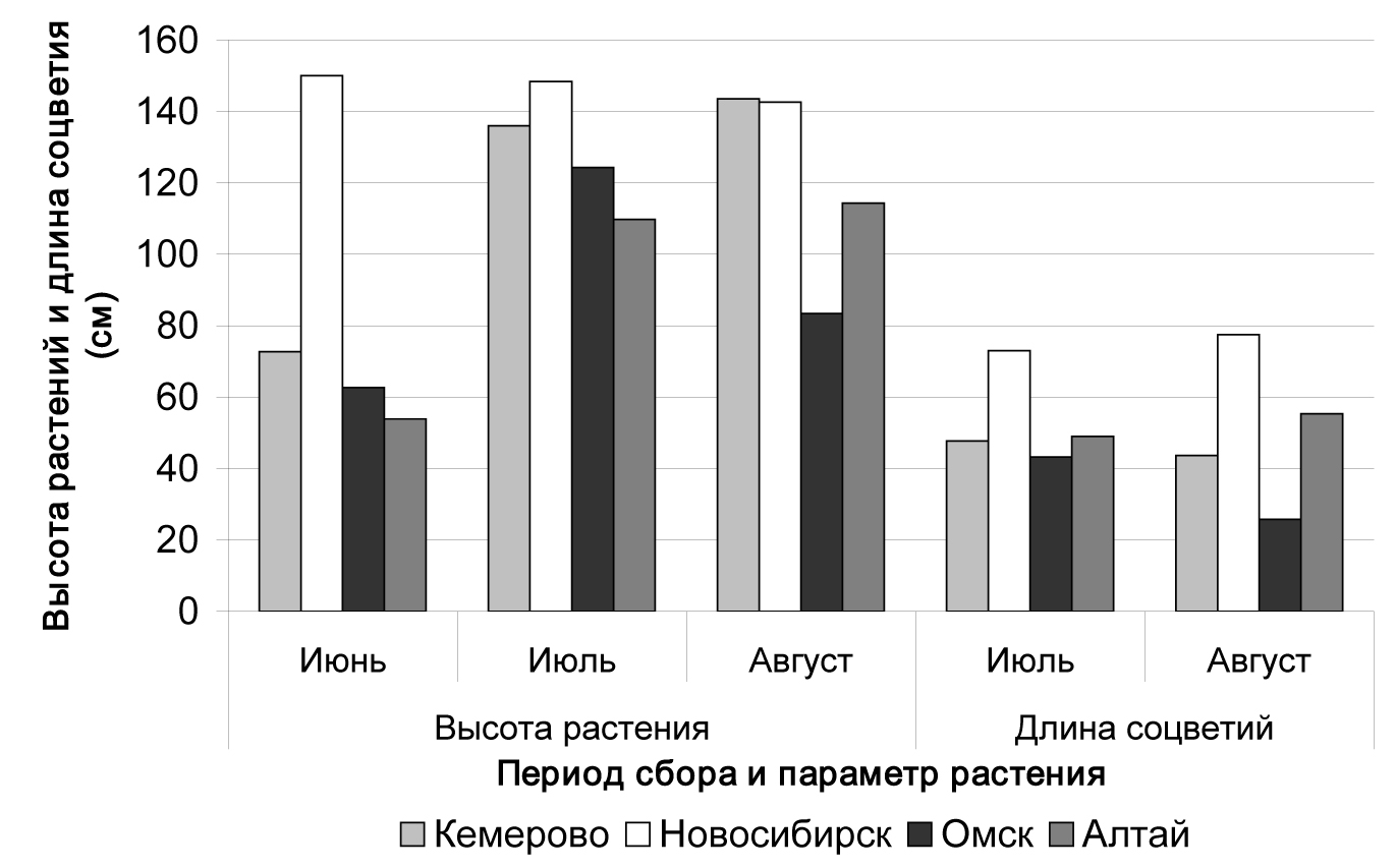 Fig. 1. Linear characters of Leonurus quinquelobatus plants from various regions depending on a phase of plants development.