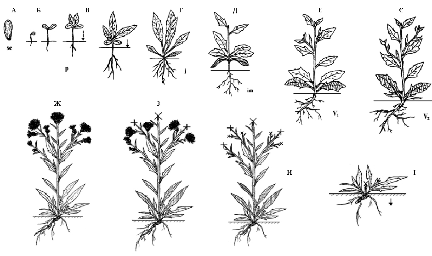 Fig. 1. Scheme of ontogenesis phases of Centaurea jacea L. aclonist: 1 – achene (se); Б-В – seedlings (p); Г – juvenile plant (j); Д – immature plant (im); Е – young vegetative plant (v1); Є – adult vegetative plant (v2); Ж – generative plant of average age (g2); З – old generative plant (g3); И – old vegetative plant (ss); І – senile plant (s). Sphacelated parts are hatched.