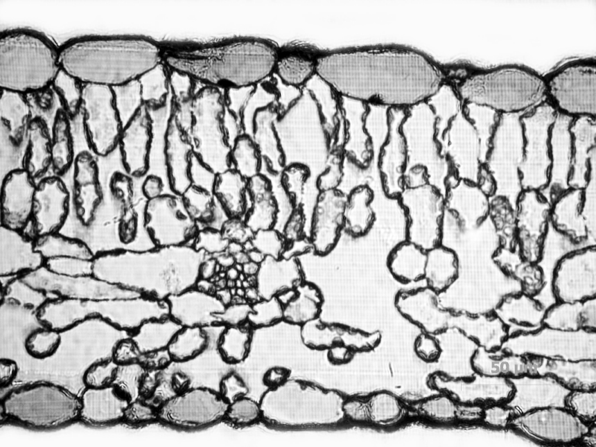 Fig. 1. Transversal sections through the leaf blade of Sium latifolium: air-water plant.