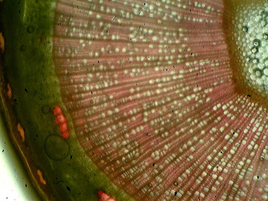 Fig. 1. Anatomical structure of the stem of Pterostyrax hispida (Sieb. et Zucc.).