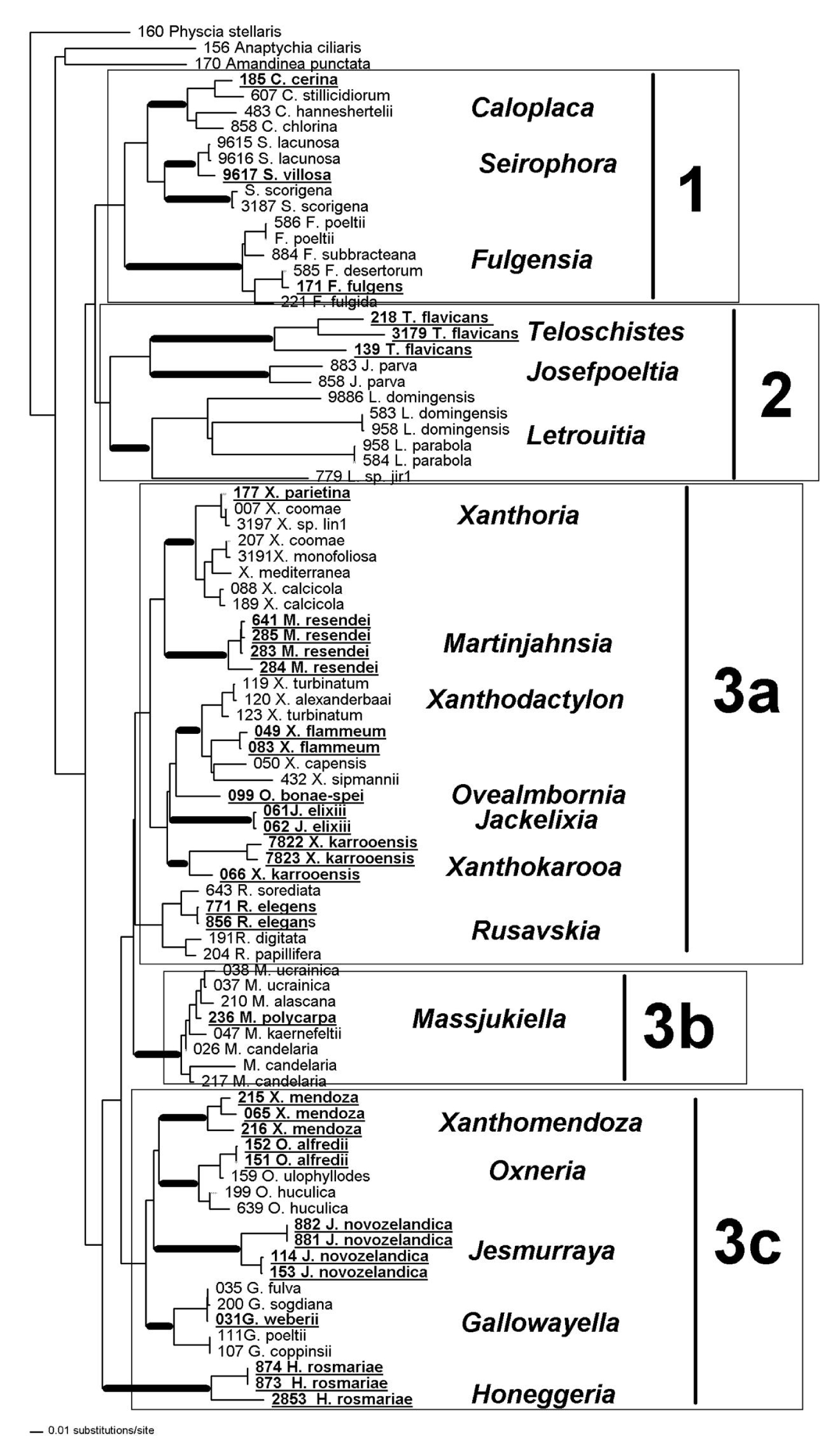 Fig. 1. Phylogenetic tree of the Teloschistaceae based on the ITS data set. Thicker lines show branches supported in several analyses. Groups 1, 2, 3a, 3b and 3c are discussed in the text part.