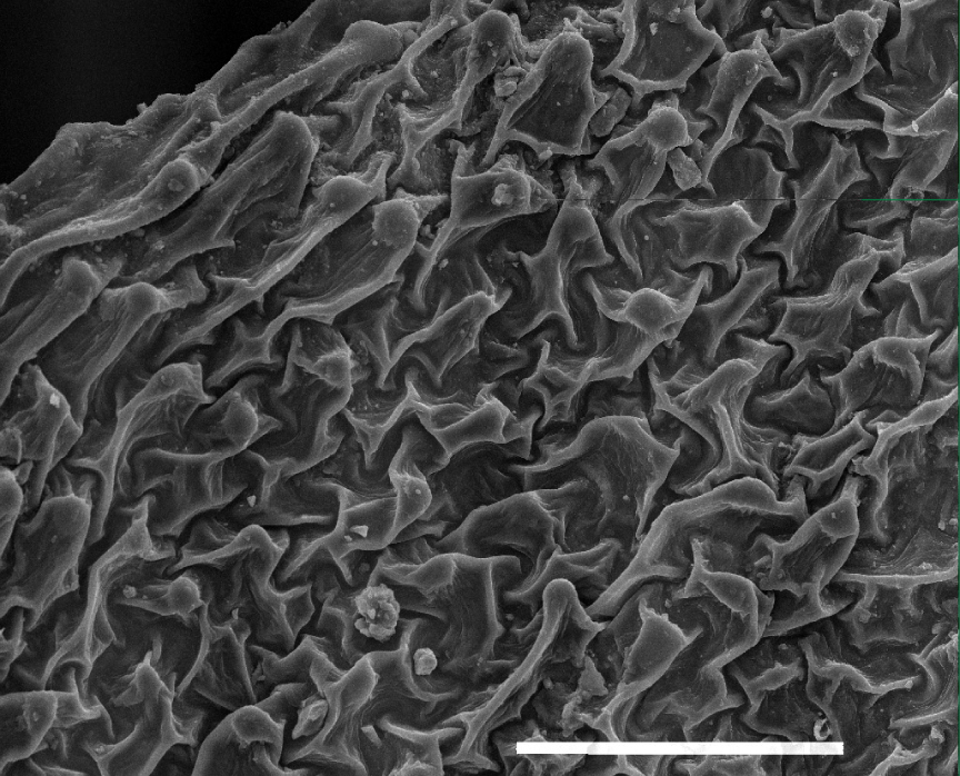 Fig. 1. General type of abaxialis surface structure: А – C. abietina.