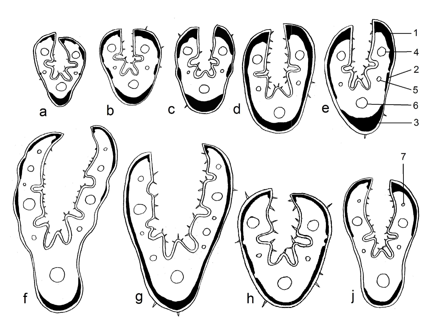 Fig. 1. Scheme of anatomical cross-sections of leaves of Festuca valesiaca agg. (a-j). Black color represents strands of sclerenchym: 1 – angular strand; 2 – alternating strand; 3 – central strand. Vascular bundles: 4 – large vein of ІІ value; 5, 7 – small veins of III value; 6 – central vein.