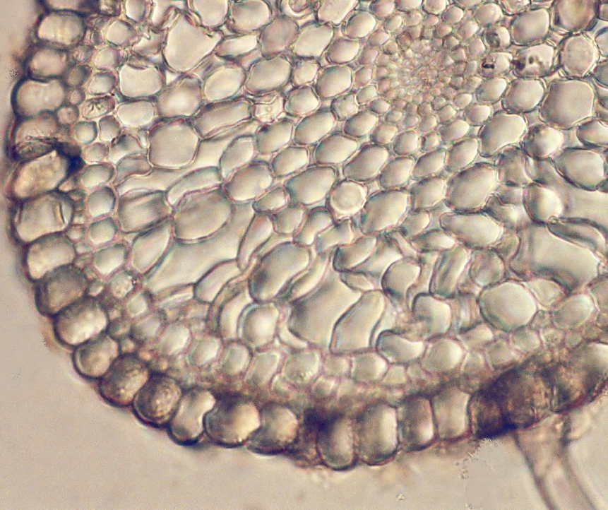 Fig. 1. The anatomical structure of the Ruppia cirrhosa root.
