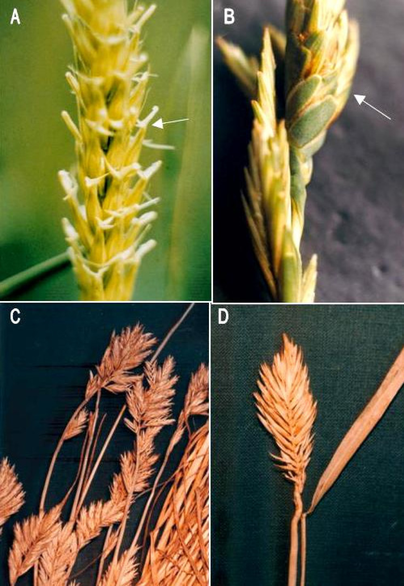 Fig. 1. Examples of grass mutants: A – a hooded barley; B – a spiro-distichous form of Lophopyrum elongatum; C – Lolium perenne with compact ears; D – a glumeless and compact form of Agropyron pectiniforme.