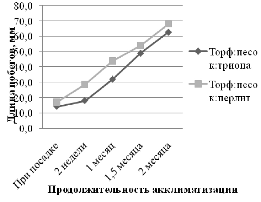 Fig. 1. Growth of bramble plants for investigated period.