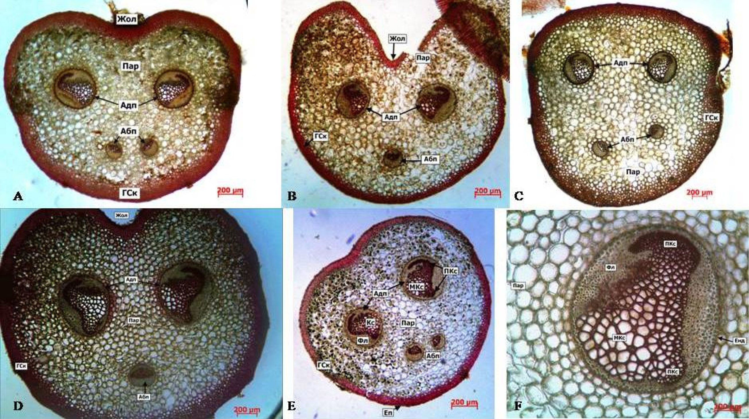 Fig. 1. Rachis cross sections: A – Polystichum munitum; B – P. tripteron; C – P. setigerum; D – P. aculeatum; E – P. acrostichoides; F – adaxial vascular bundle in the petiole transverse section of P. aculeatum. Абп – abaxial vascular bundle, Адп – adaxial vascular bundle, ГСк – hypodermal sclerenchyma, Фл – phloem, Кс – xylem, МКс – metaxylem (secondary xylem), ПКс – protoxylem (primary xylem), Жол – adaxial groove, Пар – parenchyma, Енд – endoderm, Еп – epidermis.