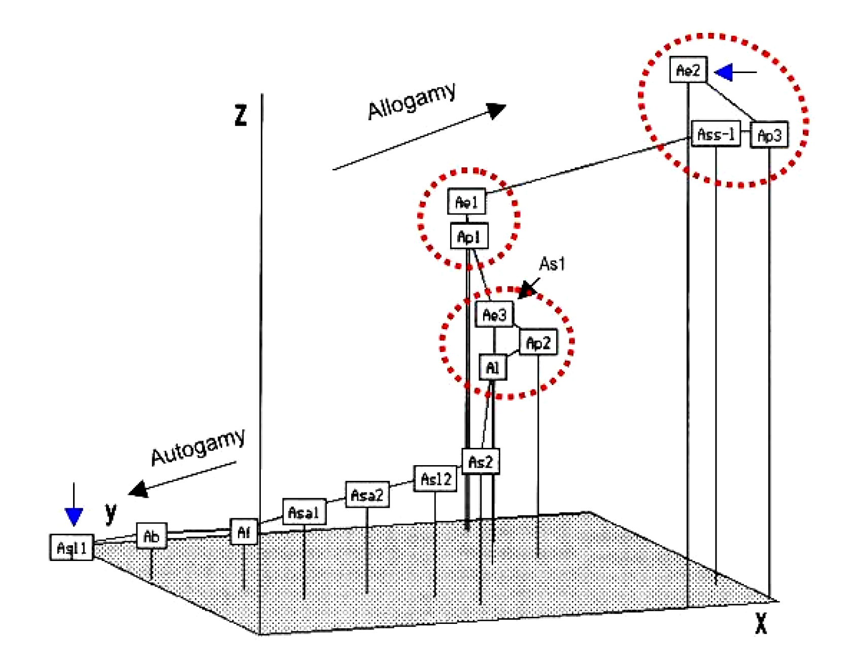 Fig. 1. Minimum spanning tree of species and subspecies of the tribe Aveneae in an ordination (configuration) space created by the non-metric multidimensional scaling method, presenting the variation in the breeding system – autogamy versus allogamy.