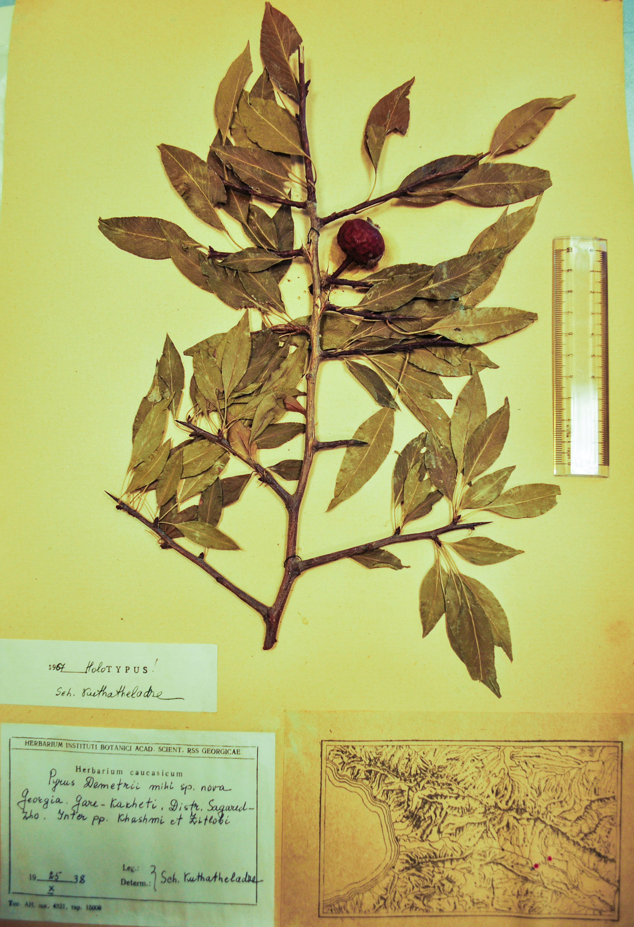 Fig. 1. Pyrus demetrii lectotype.