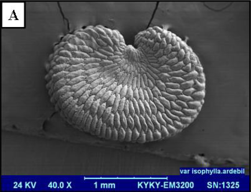 Fig. 1. SEM micrographs of seed surface in Silene cf. commelinifolia (Bozqush population).