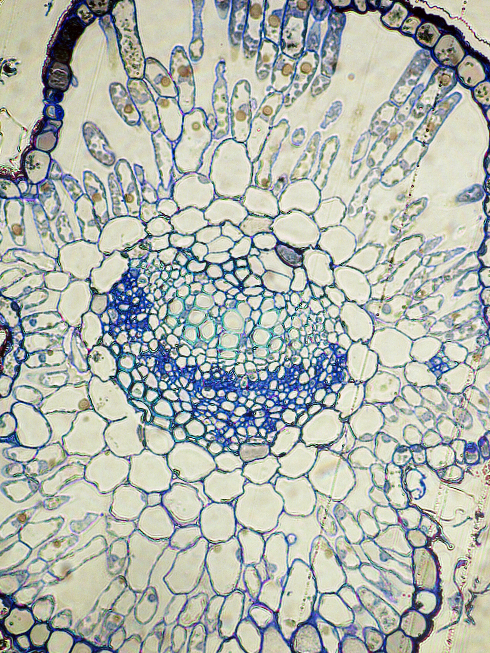 Fig. 3. Fragment of Artemisia abrotanum leaf in cross-section.