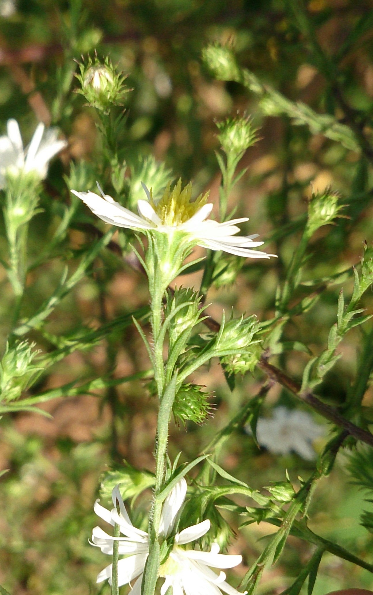 Fig. 1. General appearance of Symphyotrichum pilosum var. pilosum.