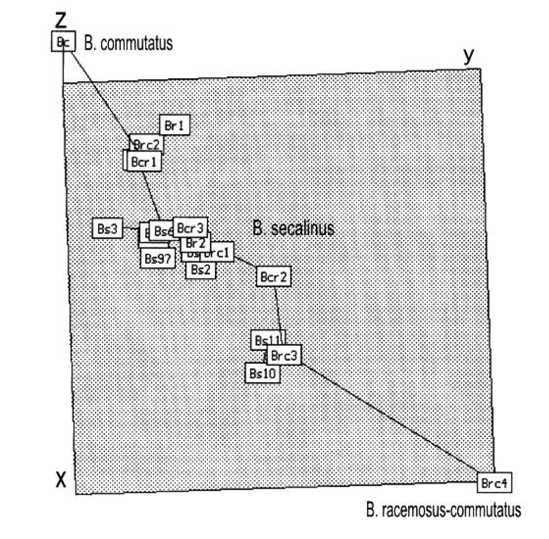 Fig. 1. A minimum spanning tree of the group Bromus secalinus, B. commutatus and B. racemosus. OTUs (species) are scattered in a non-metric multidimensional scaling ordination space (x, y and z axes). OTUs were described by micromorphology of the lemma abaxial epidermis.