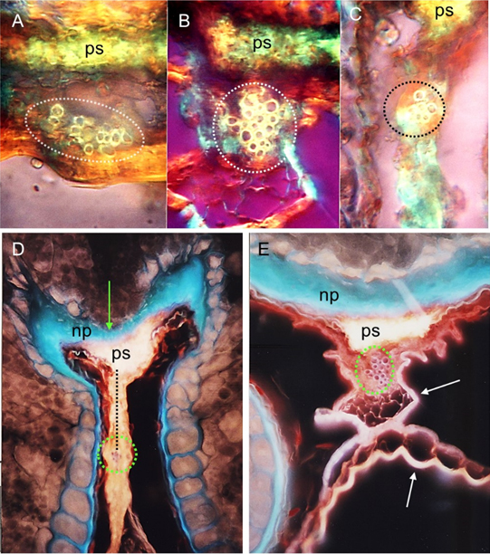 Caryopsis xylem bundles in parental species Avena magna (A) and A. longiglumis (C), and in the amphiploid (B). Caryopsis transfer system in A. longiglumis (D) and in the amphiploid (E). np – nucellar projection; ps – pigment strand. Xylem bundles are encircled by green dotted lines. Thick cell walls isolating the vascular bundle are indicated by white arrows in E. Absence of aleurone layer at the border between the nucellar projection and starchy endosperm is indicated by a green arrow in D. A-C – as observed under polarising light; D, E – epifluorescence images. Microscope magnification for A-C – ×200; for D, E – ×80.