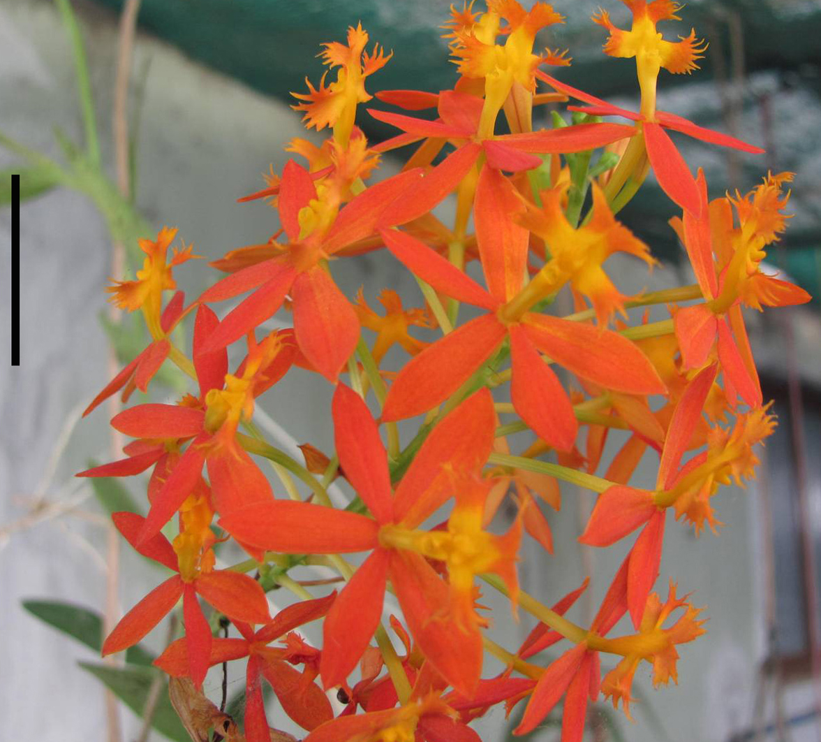 Fig. 1. Habit of Epidendrum radicans. Flowering shoot.