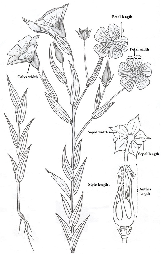 Figure 1. General view of Linum nervosum with demonstration of some measured features.