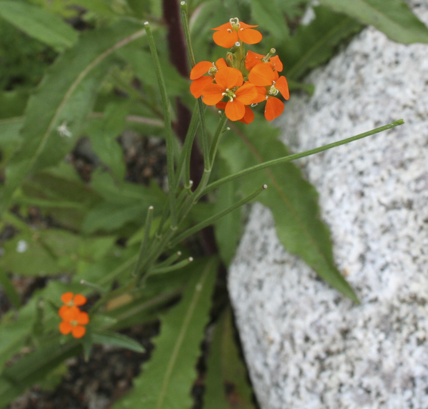 Fig. 1. Erysimum croceum inflorescence.