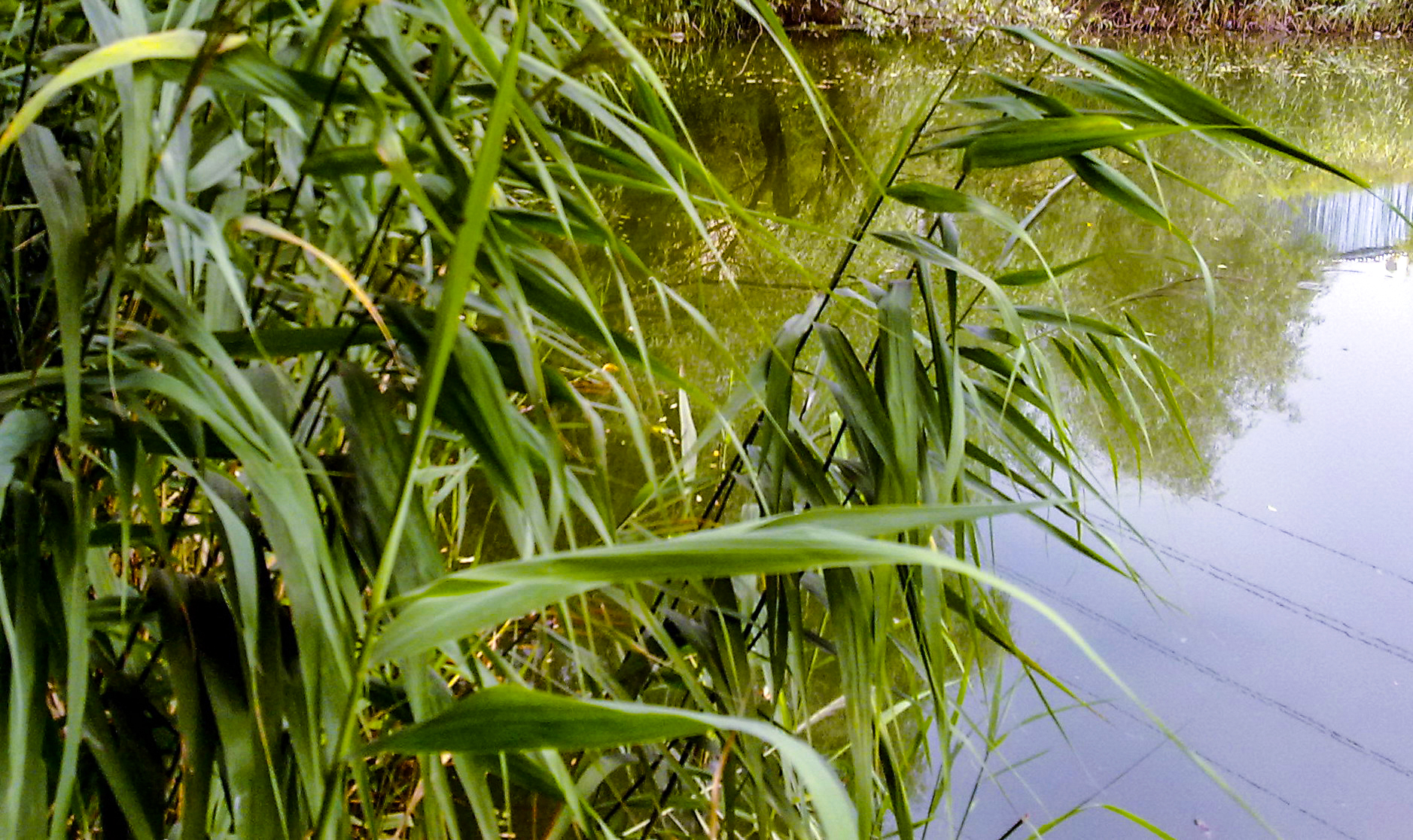 Fig. 1. General view of Phragmites australis.