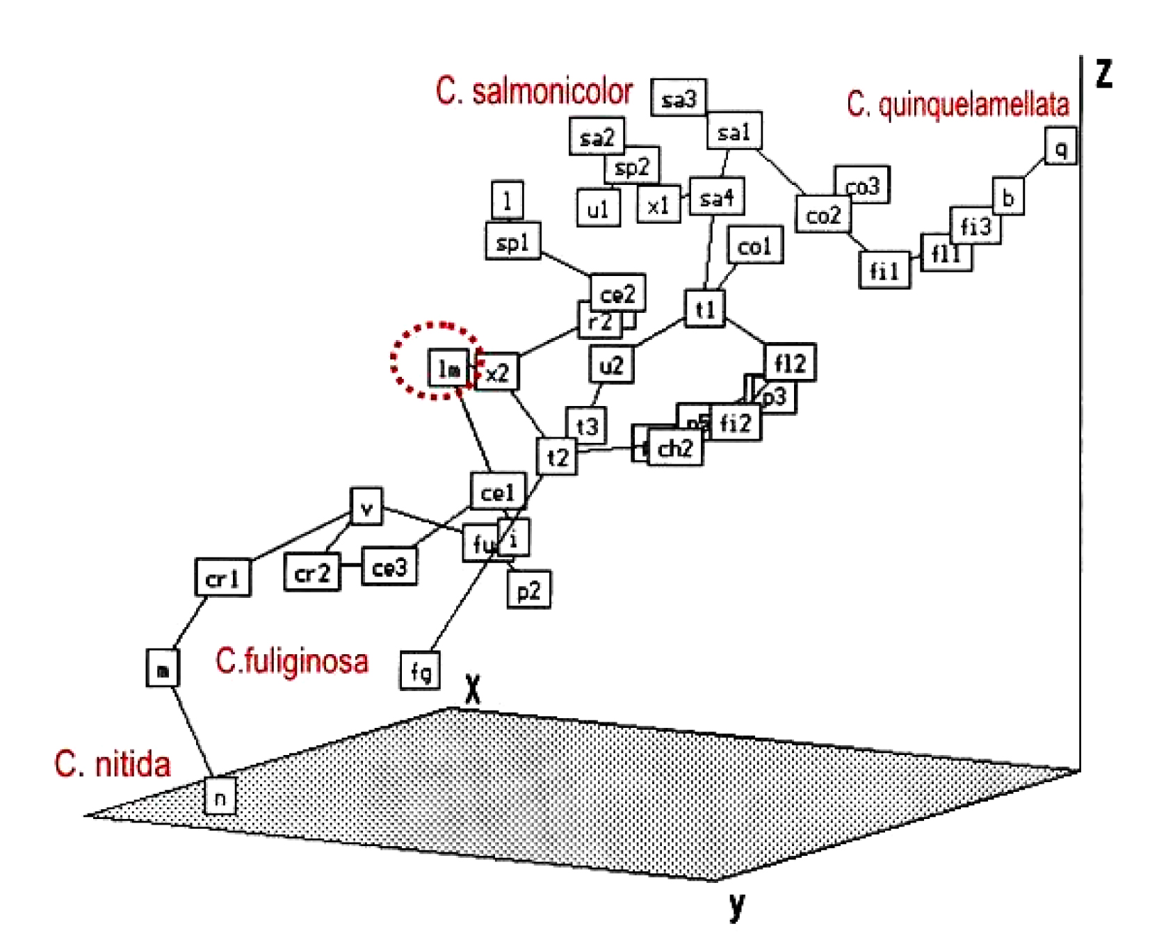 Fig. 1. A minimum spanning tree of the genus Coelogyne species. OTUs (species) are scattered in a non-metric multidimensional scaling ordination space. OTUs were described by morphology (traits and some ratios) of the lip.