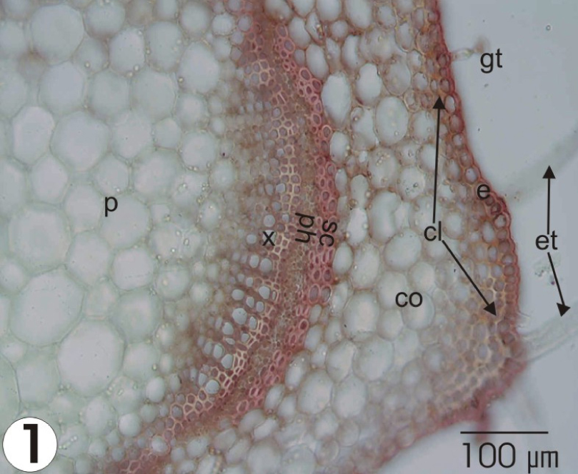 Fig. 1. Cross-section of the stem: e – epidermis; et – eglandular trichome; gt – glandular trichome; cl – collenchyma; co – cortex; sc – sclerenchyma; ph – phloem; x – xylem; p – pith.