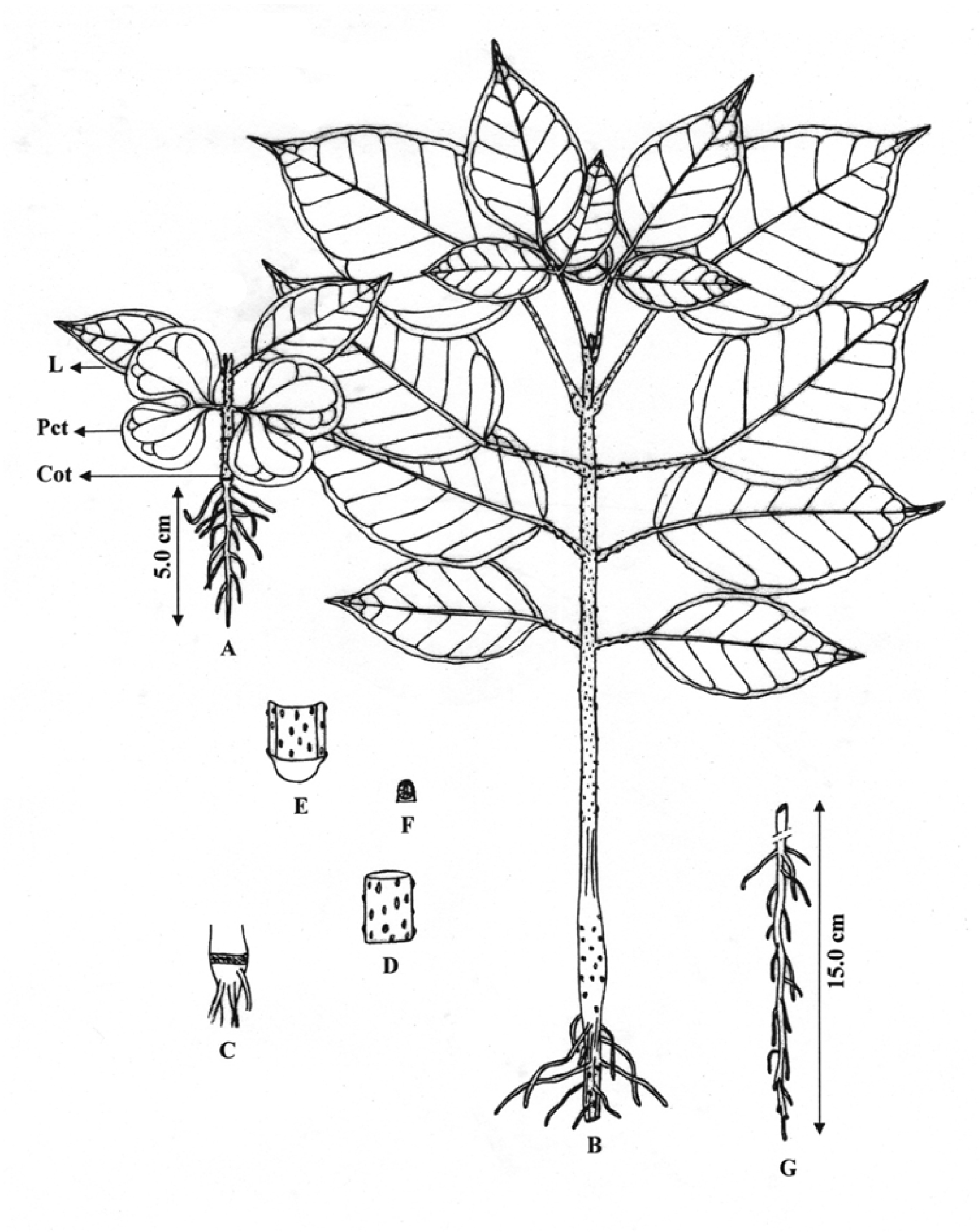 Fig. 1. Seedlings of Oroxylem indicum at different leaf stages and their parts: A – first leaf stage (Cot – collet; L – first leaf; Pct – paracotyledon); B – sixth leaf stage; C – collet; D – part of epicotyls; E – part of leaf petiole; F – single lenticel; G – main and lateral roots.