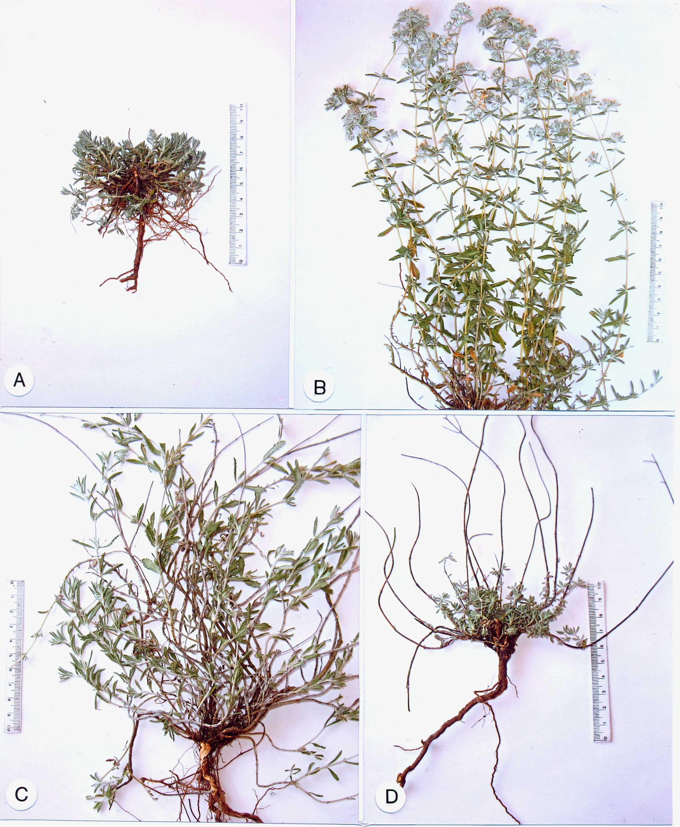Fig. 1. The annual biological cycle of Teucrium polium at various seasonal phases (herbarium material): A – winter (late January); B – spring/summer (late May/early July); C – summer (late July/middle August); D – autumn (late November).