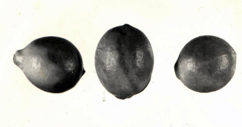 Fig. 1. Lemon fruit diseased with phytophtorose.