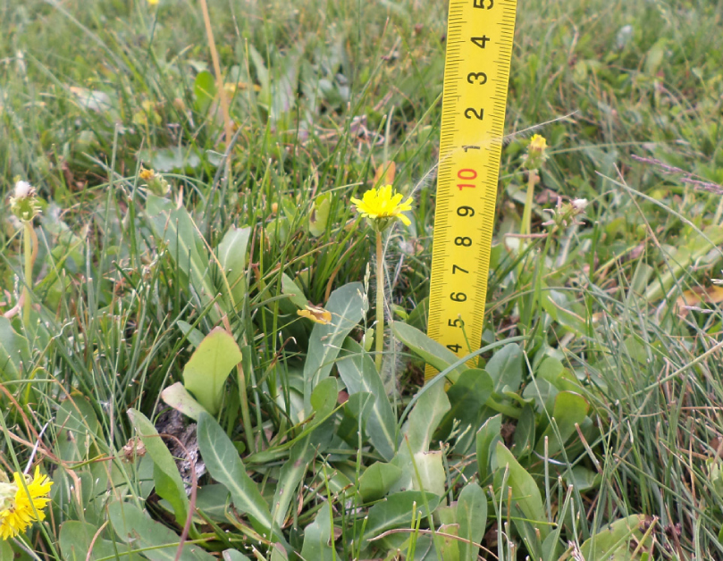 Fig. 1. General view of Taraxacum kok-saghyz.