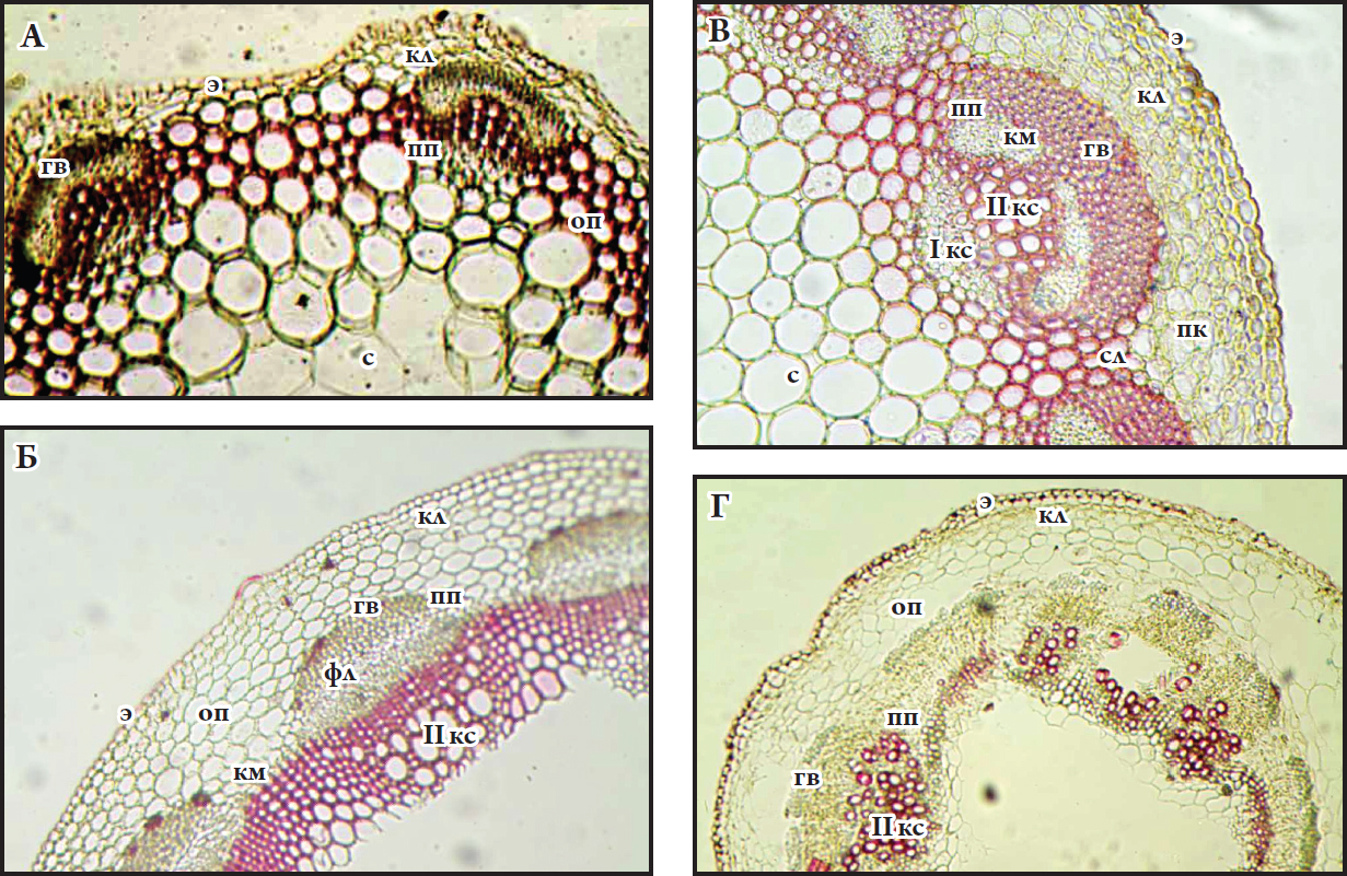 Fig. 1. Cross-sections through the stem of Trifolium arvense (А), T. medium (Б), T. montanum (В) and T. repens (Г): гв – groups of fibers; кл – collenchyma; км – cambium; оп – main parenchyma; пк – primary cortex; пп – vascular bundle; с – cortex; сл – pith ray; фл – phloem; э – epiderm; I кс – primary xylem; II кс – secondary xylem.