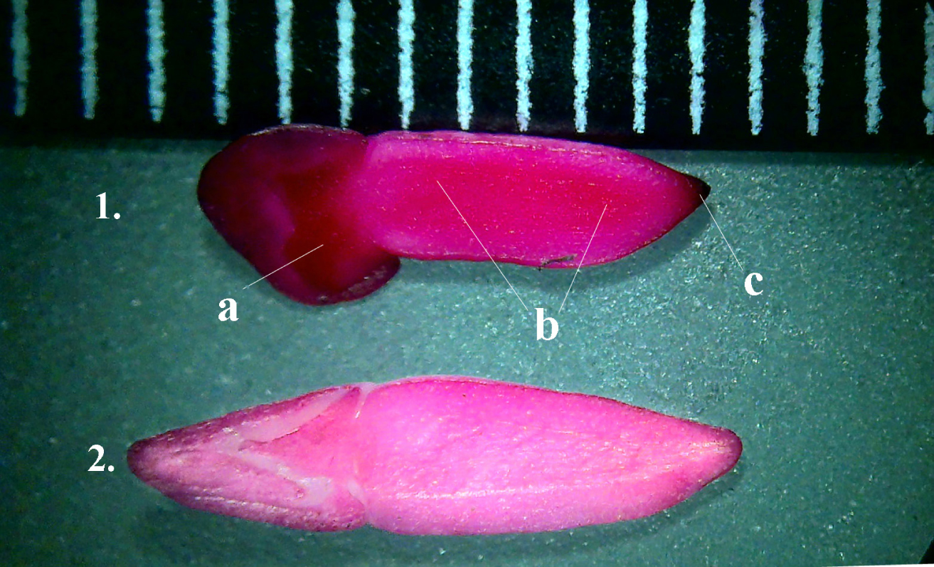 Fig. 1. Embryos of Pachypodium lamerei: 1 – embryo of the seed which was stored for 90 months (а – apical meristem and cotyledons; b – hypocotyl; c – radicle); 2 – embryo of the seed which was stored for 3 months.