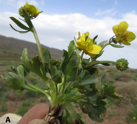 Ranunculus polyrhizos habit.