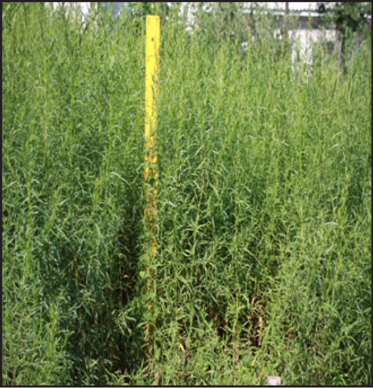 Fig. 1. Artemisia dracunculus: common view of plants.