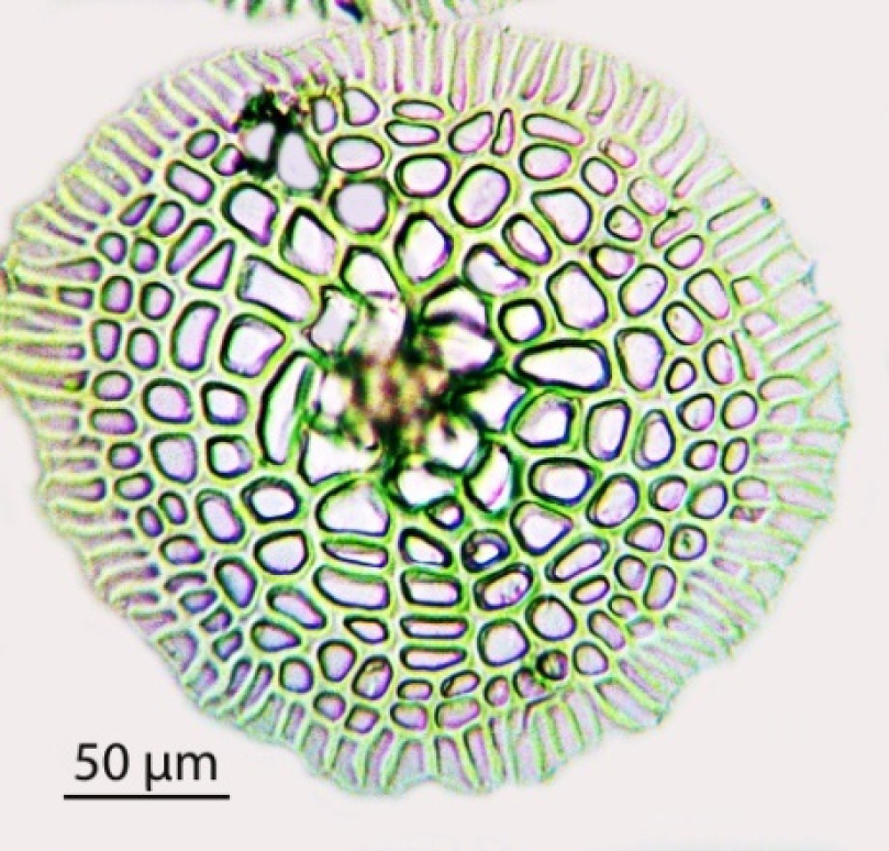 Fig. 1. Water-absorbing trichomes on abaxial side of Neoregelia tаrapotinensis.