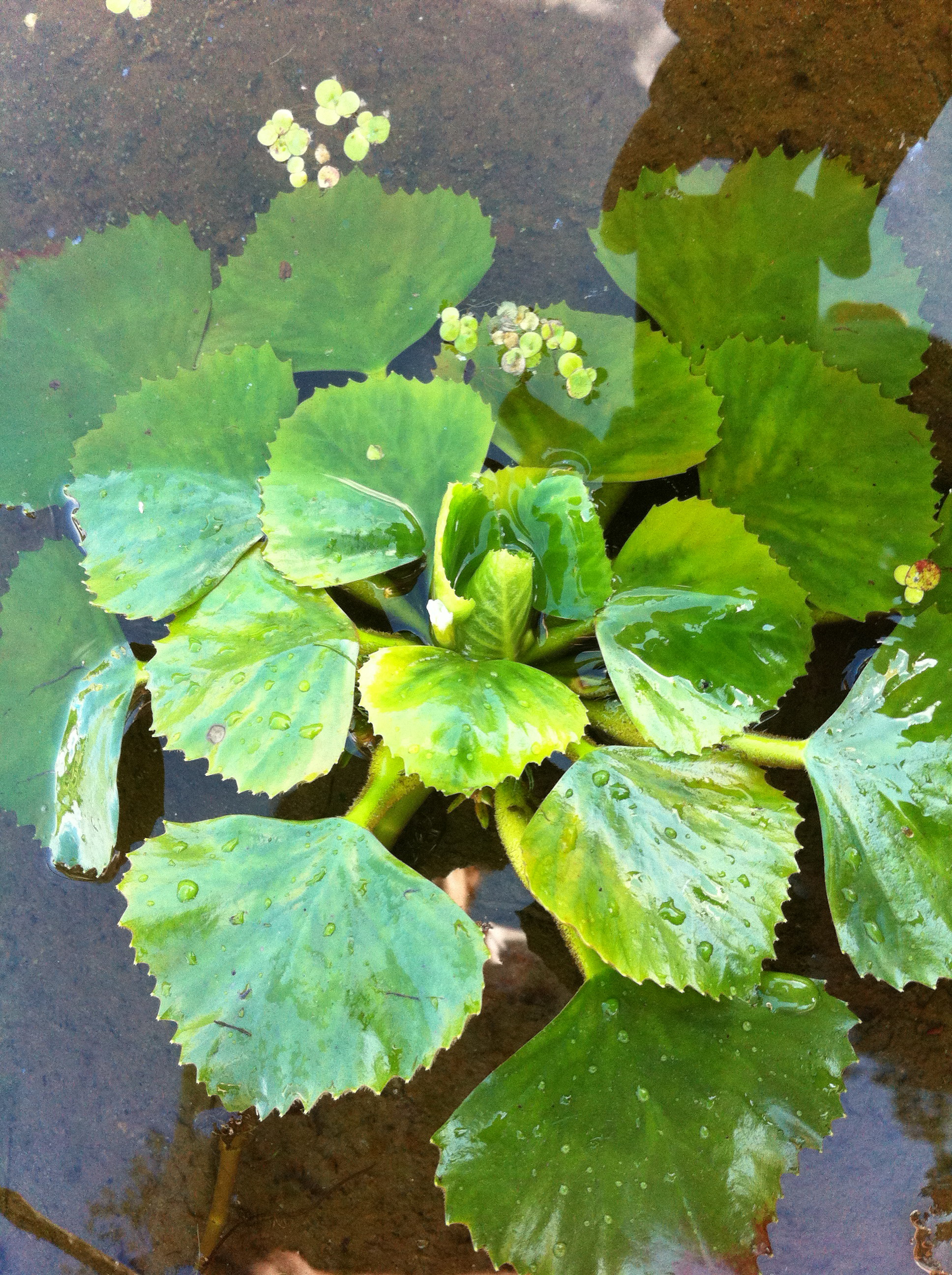 Fig. 1. General view of floating leaves of Trapa natans.