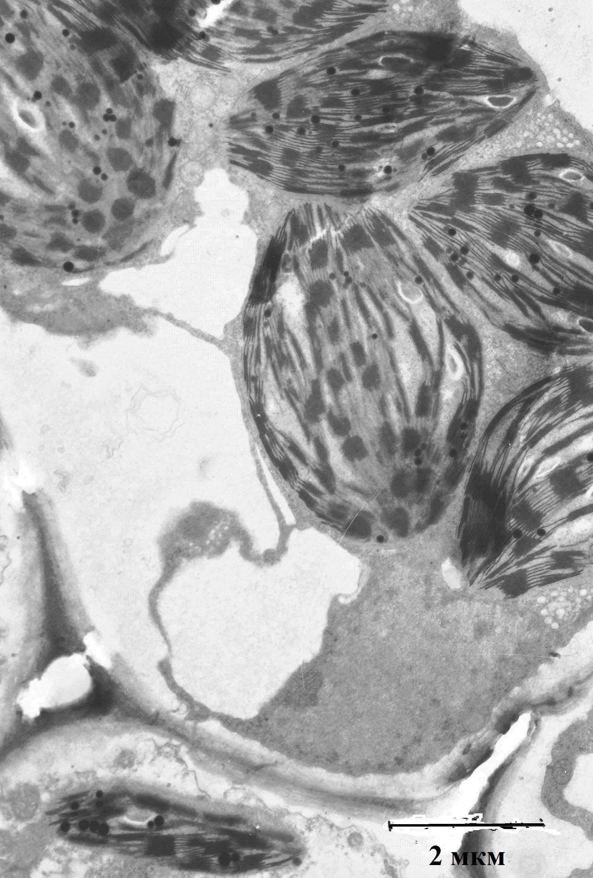 Fig. 2. The fragments of leaf parenchyma cells of Potamogeton perfoliatus.