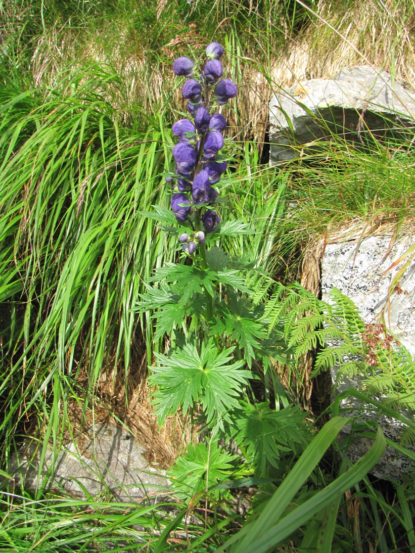 Aconitum in Chornohora