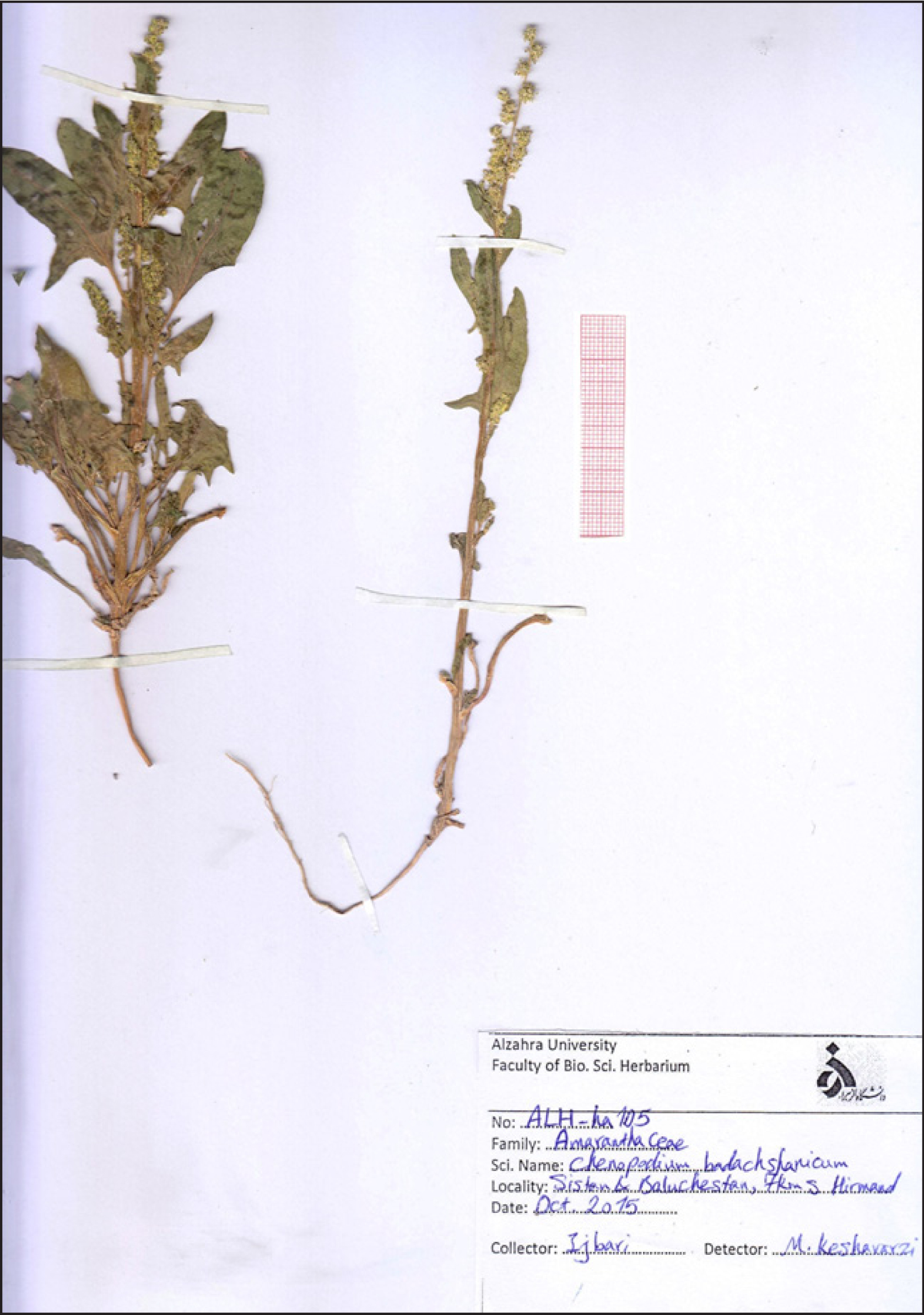 General view of collected Chenopodium badachschanicum