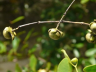 Fig. 1. Sonneratia apetala fruits.